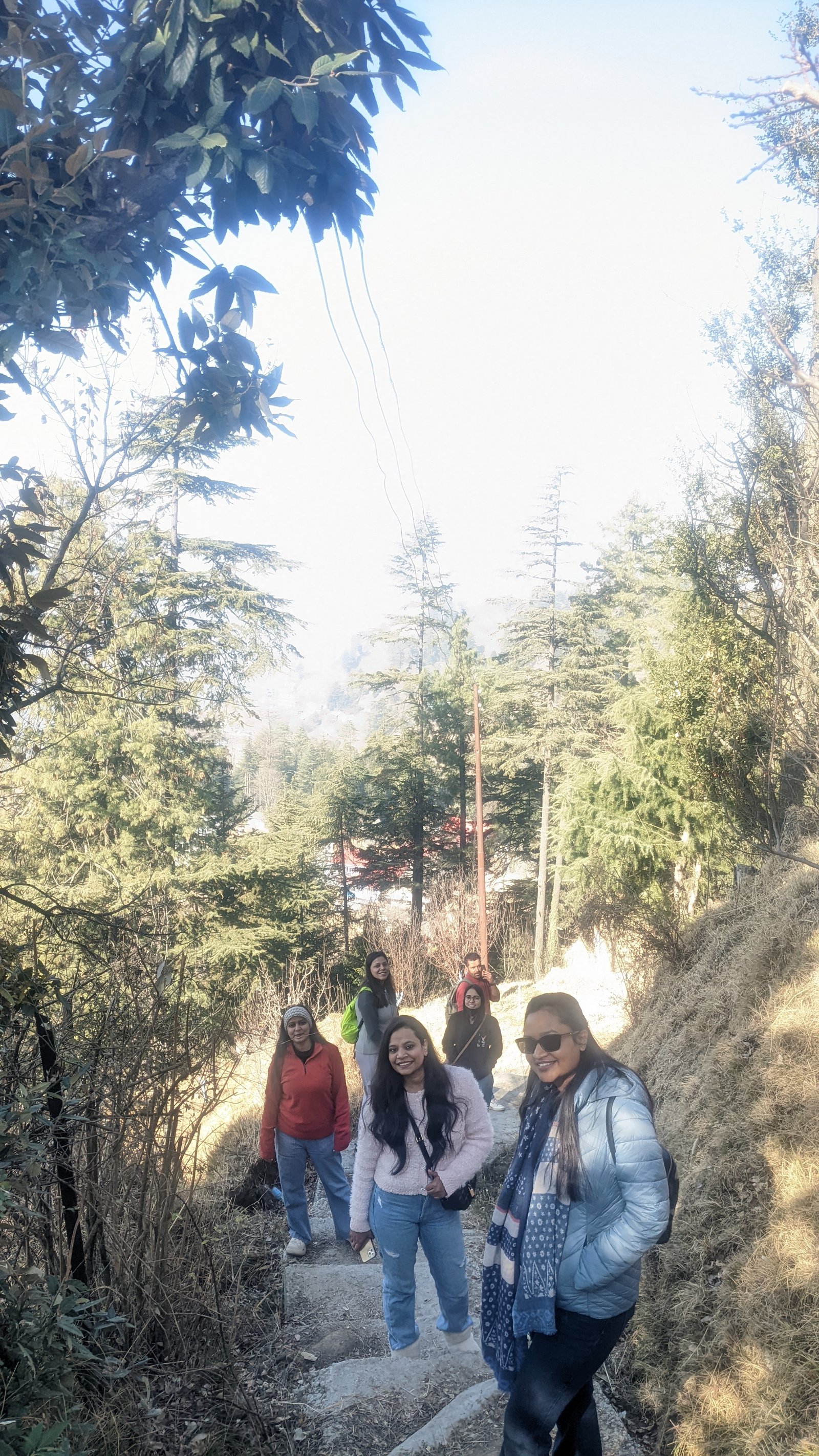 Forest Walks